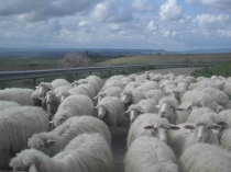 Circondati dalle pecore